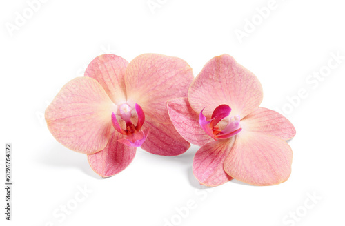 Fotografía Two delicate pink orchid flowers with vibrant fuchsia centers, tropical beauty a