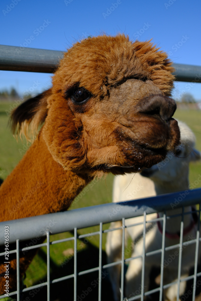 Fototapeta premium Brown Alpaca