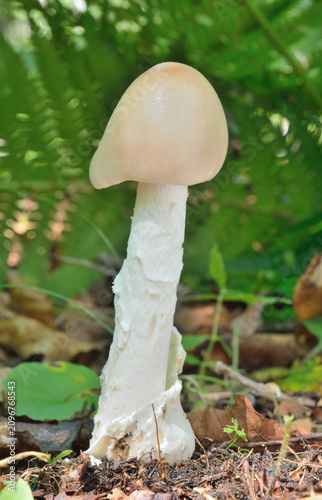 Edible mushroom (Amanita vaginata)