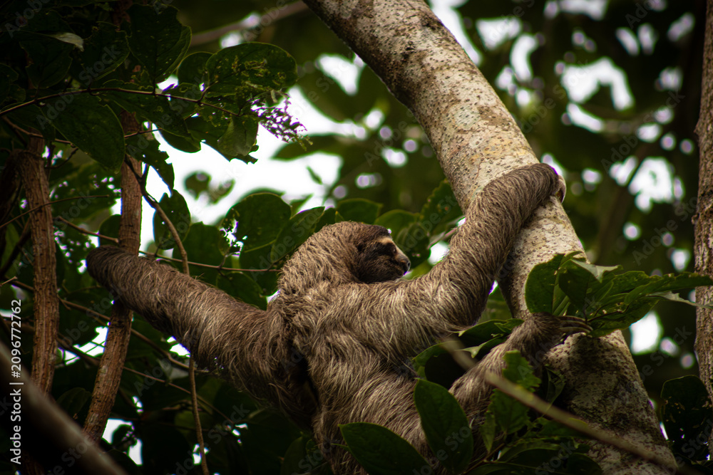 Fototapeta premium Sloth Climbing
