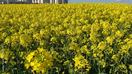 Colza Canola field (Turkish: Kanola) behind modern buildings at autumn in Istanbul, Turkey. (4K tilt video)
