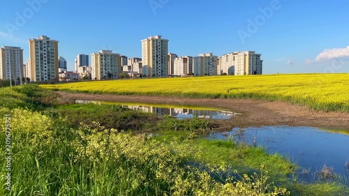 Artificial lake and Colza Canola field (Turkish: Kanola) behind modern buildings at autumn in Istanbul, Turkey. (4K video)