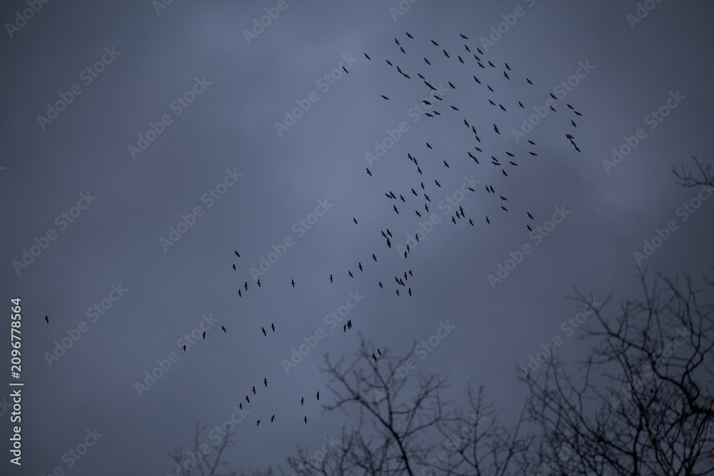 Obraz premium Flock of Birds Flying in the Cloudy Sky