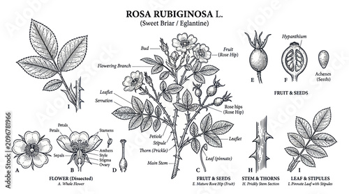 Konstfotografi Rosa Rubiginosa botanical diagram with scientific labeled parts.