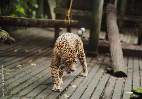 Fotografie Jaguar in captivity in the jungle