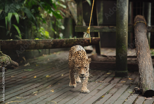 Canvastavla Jaguar in captivity in the jungle