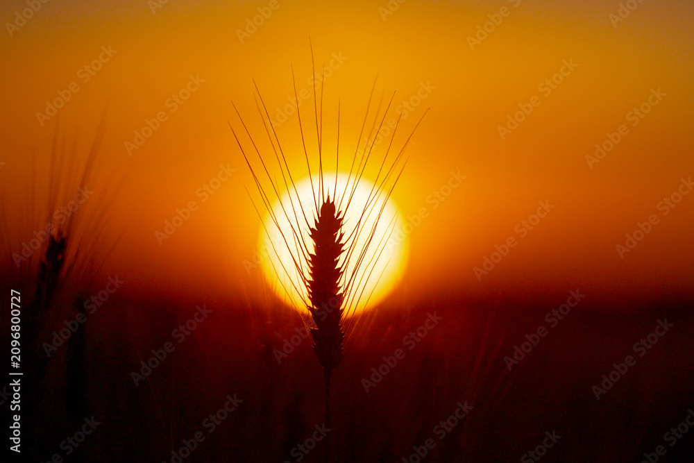 Obraz premium Cereal ear in golden light. Cereal spike with awn. Green cereal crop close up. Rural cereal field background.