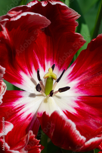 Canvastavla Tulip macro with pistil and stamens