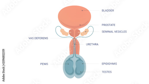 Foto Human female digestive system diagram with organs labeled