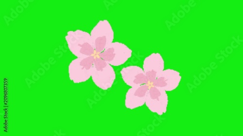 Falling Sakura Flowers Green Screen Animation