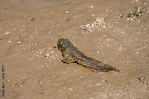 bullfrog 