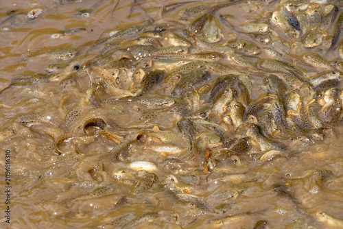 froglets in the water