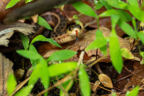 garter snake with tongue out