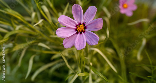 Pink Cosmo In Bloom