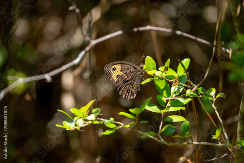 common wood nymph