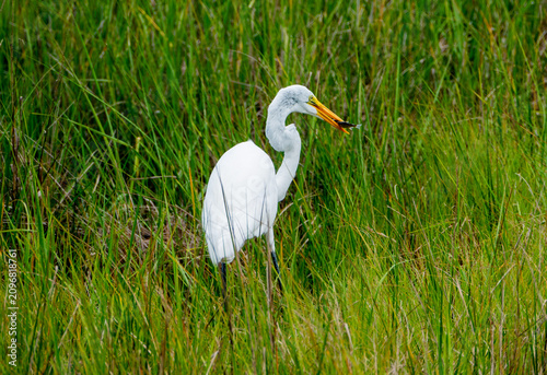 great egret with fish