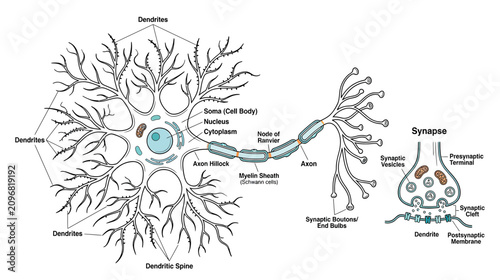 Neuron Structure and Synapse Illustration
