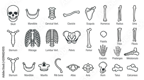Obraz na płótnie Human Skeleton Anatomy - Bones of the Body - Medical Illustration