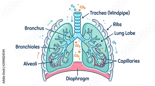 Obraz na płótnie Human Respiratory System Anatomy: Lungs, Bronchi, Trachea, Alveoli, Diaphragm