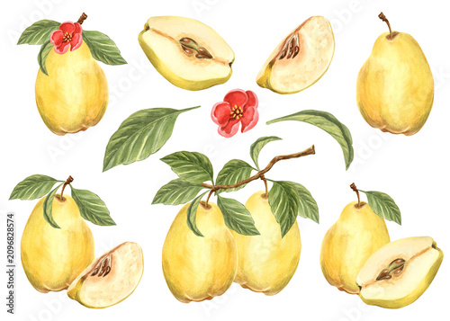 Quince set of watercolor hand drawn illustrations for healthy eating designs. Clip art of fruit whole, cut half and slice, leaves and branch, flower. Farm product for packaging jam, baby food, textile