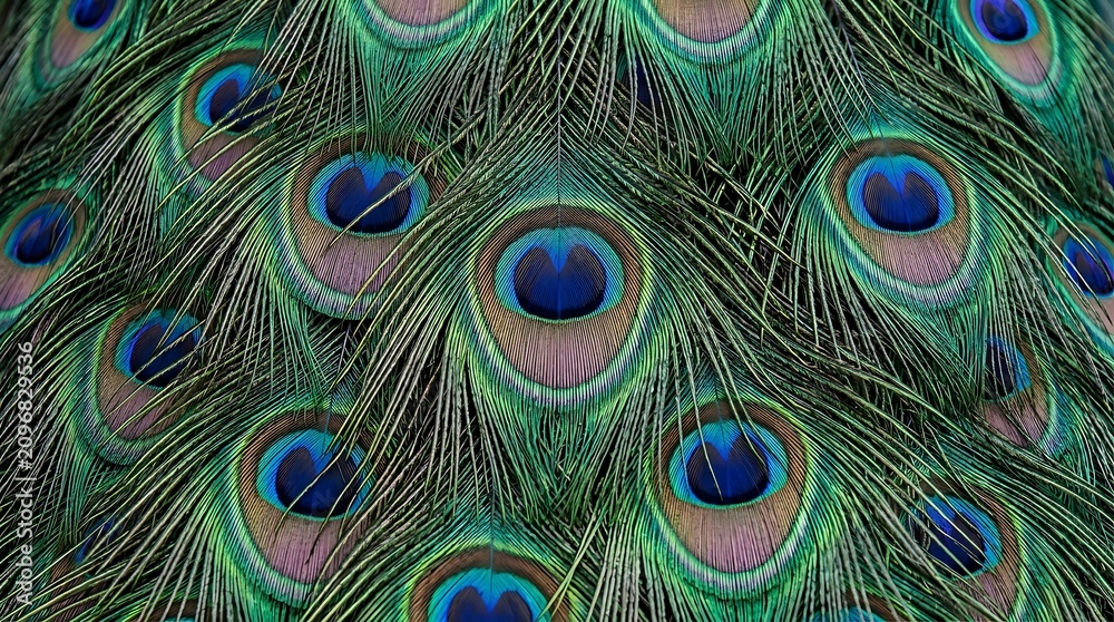 Fototapeta premium Peacock feathers close up iridescent eyespots and vibrant plumage detail