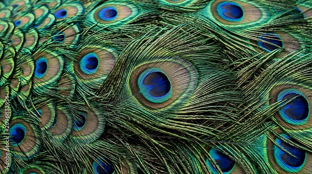 Fototapeta premium Peacock feathers close up iridescent plumage and vibrant eye spots