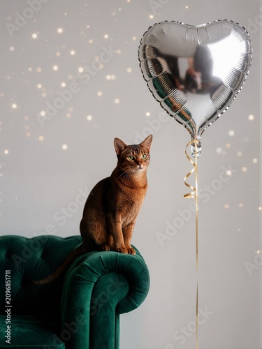 Beautiful Abyssinian cat sitting on green velvet sofa next to heart shaped silver balloon ideal for Valentine day marketing and greeting card background