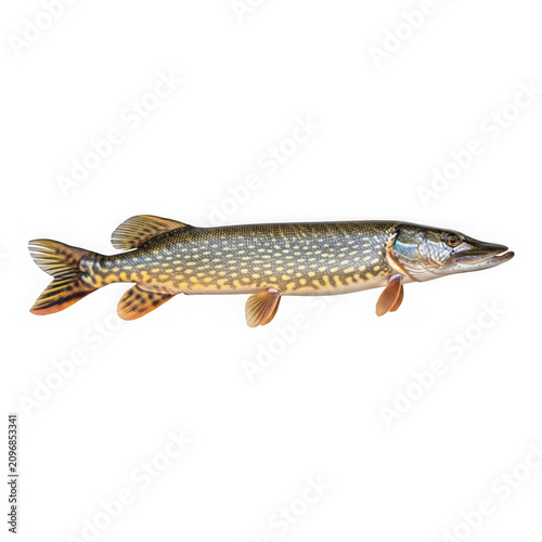 Highly detailed northern pike fish illustration isolated on transparent background