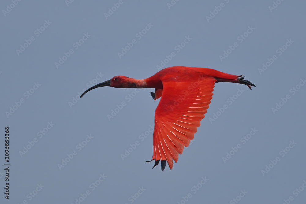 Obraz premium The vibrant Scarlet Ibis gets its stunning red plumage from carotenoids in its crustacean-rich diet