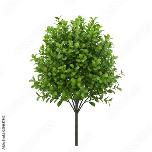 Green leafy tree with fresh foliage