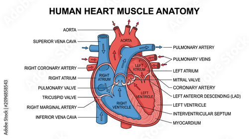 Canvastavla Human Heart Anatomy Diagram