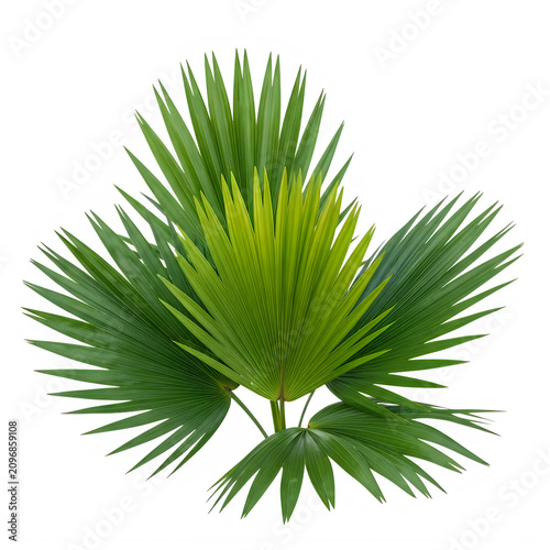 Green pine tree branch with needles close-up