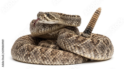 Coiled Western Diamondback Rattlesnake with Raised Tail Rattle in Defensive Posture Isolated on White Background