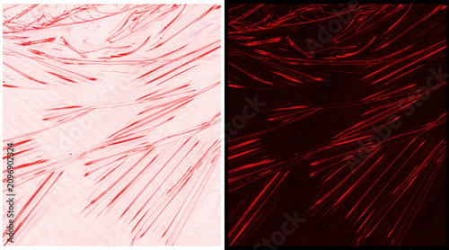 Bild auf Leinwand Microscopic muscle fibers in red and black, biological tissue structure under fl