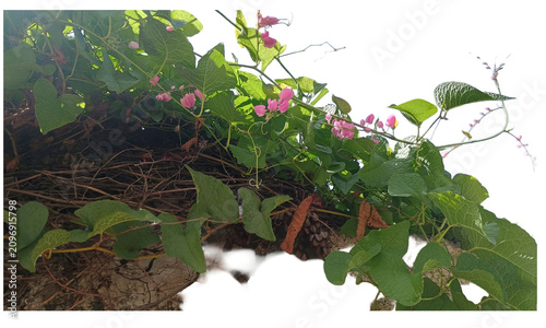 Cuadro en lienzo Green leaves and pink flowers of Antigonon leptopus vine isolated on black background