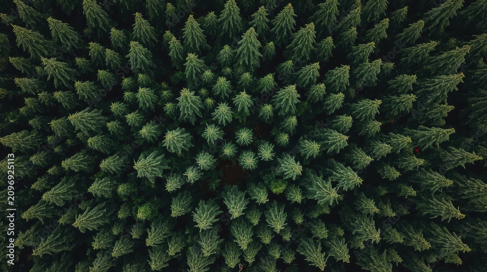 Fototapeta premium Dense evergreen forest from drone top view with tranquil deep green canopy and soft light