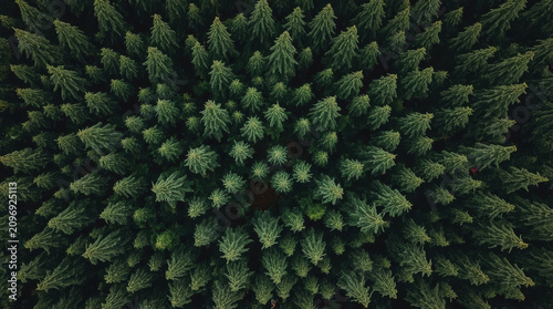 Dense evergreen forest from drone top view with tranquil deep green canopy and soft light