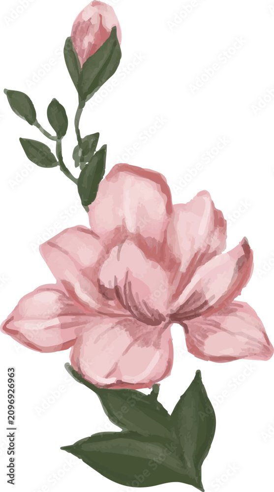 Fototapeta premium Beautiful pink camellia flower botanical illustration with delicate leaves and buds
