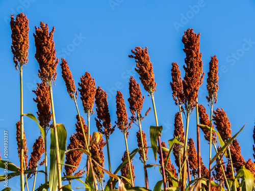 Low angle view of ripe red sorghum panicles growing in an agricultural field against a clear blue sky background. Cultivated grain crop plantation during harvest season in Brazil.