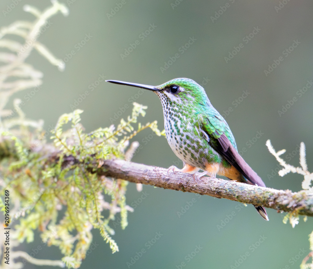 Fototapeta premium Peruvian Racket-tail (Ocreatus peruanus), a tiny and spectacular hummingbird in cloud forest of Manu National Park, Peru