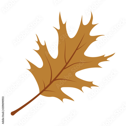 Oak leaf isolated on transparent background. Hand drawn vector illustration in flat style. Botanical element for autumnal design