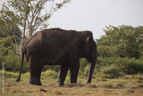Canvas Print Group of Asian elephants searches through a heap of discarded garbage while birds fly nearby