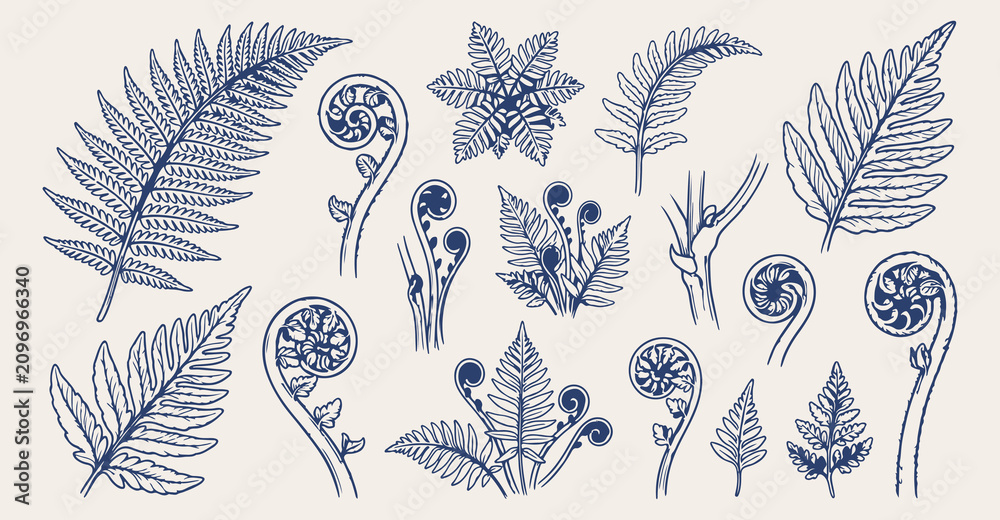 Fototapeta premium New Zealand fern leaf doodle background, silver fern line art pattern, organic forest sketch illustration, botanical foliage seamless texture, native plants icon set, nature growth elements wallpaper,