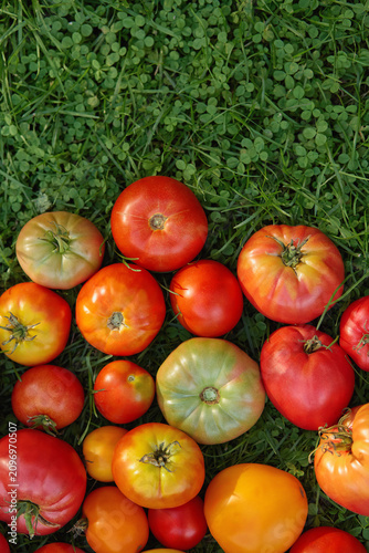 Flat lay of heirloom and cherry tomatoes on green grass and clover. Outdoor food scene with copy space, perfect for organic farming