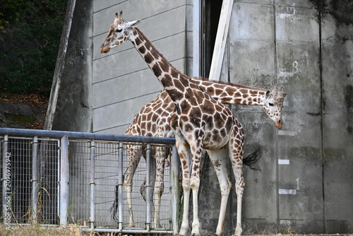 Foto 展示場で佇む二頭のキリン