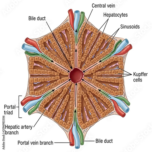 Detailed medical illustration of liver lobule anatomy with sinusoid hepatocytes research