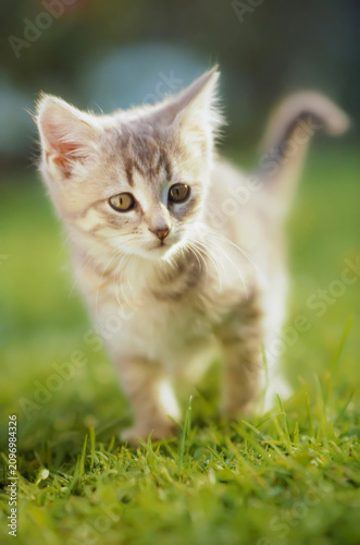 A curious grey kitten strolls through soft, green grass