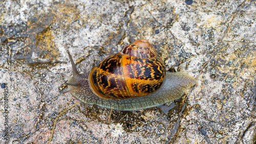 Fotografie (Cornu aspersum) Garden snail, common terrestrial gastropod with convex golden b