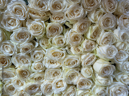 Fresh white rose blossoms arranged closely together as a romantic floral texture
