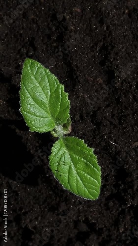 Female hand gently holds green mint seedling with visible roots, lowers it carefully toward dark fertile soil, places and releases it into the ground in close-up top-down view.
